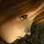 :iconCaly: