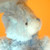 :iconcalynestar: