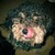 :iconcalypsos-kiss: