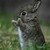 :iconcamelac9: