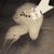 :iconcamelwhiskers:
