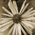 :iconcamivintage: