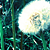 :iconcamommille:
