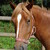 :iconcamprodon: