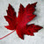 :iconcanadasfreeson: