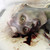 :iconcanadianrust: