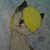 :iconcanadianwolfenris: