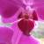 :iconcanan-charlie: