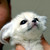 :iconcanawolf: