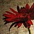 :iconcandyappl3: