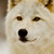 :iconcandyheart721: