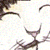 :iconcanidae-chrysocyon: