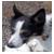 :iconcanine-cup-cake: