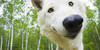:iconcaninelovers:
