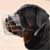 :iconcanis-lupus-familiar: