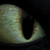 :iconcanis-mors: