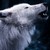 :iconcanislupus-arctos: