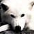 :iconcanislupus03: