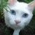 :iconcanllaith: