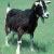 :iconcannibal-goats: