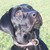 :iconcanny-canines: