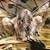 :iconcanopy-walker: