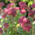 :iconcanopygallery: