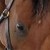 :iconcanvascat: