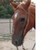 :iconcaohorse: