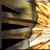 :iconcaoz: