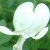 :iconcapoeira-leaf126: