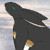 :iconcaptain-nimta: