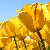 :iconcaptainbluebird: