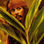 :iconcaptainsuzy: