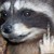 :iconcaptainwheeler: