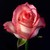 :iconcaptured-by-roses: