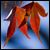:iconcapturingcreation: