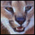 :iconCaracalClub: