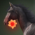 :iconcarbonfeather: