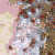 :iconcarcassex:
