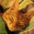 :iconcardinalfire1234:
