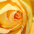 :iconcarebearyogi: