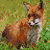 :iconcari-wolfire13: