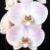 :iconcaribbean-orchid: