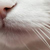 :iconcaricampari: