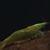 :iconcaridina: