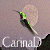 :iconcarinad: