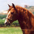 :iconcarinuta2502: