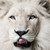 Carlborne :iconcarlborne: