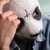 :iconcarloadopts: